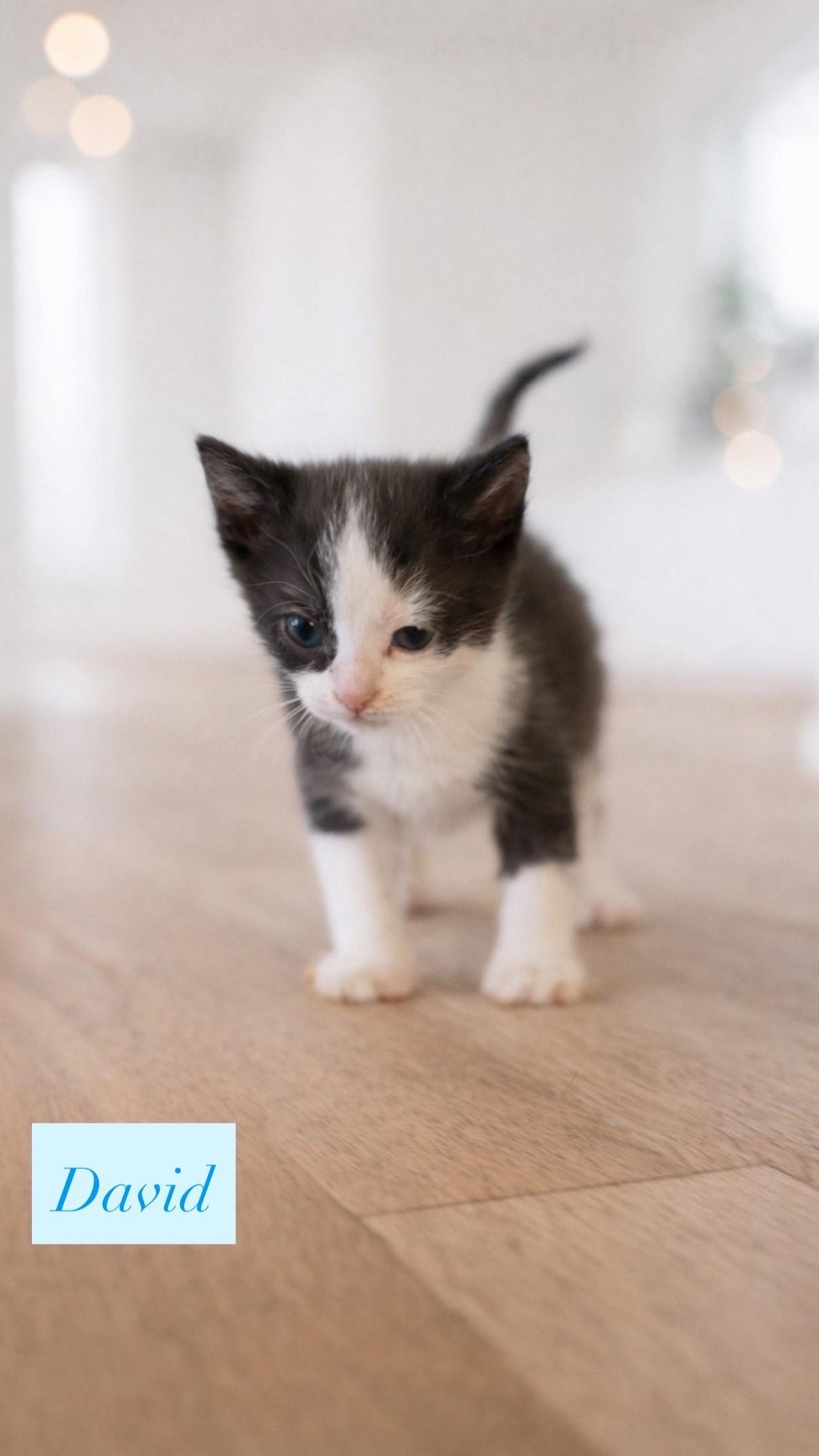 Enlarge David , a ADOPTABLE Tuxedo in Crown Point, IN image 1/1