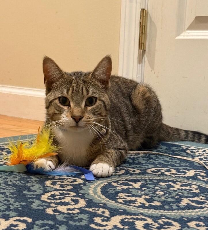 Enlarge Patrick, a Adoptable Domestic Short Hair in North Babylon, NY image 2/5