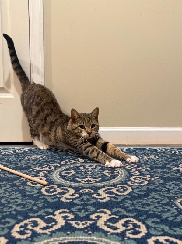 Enlarge Patrick, a Adoptable Domestic Short Hair in North Babylon, NY image 3/5