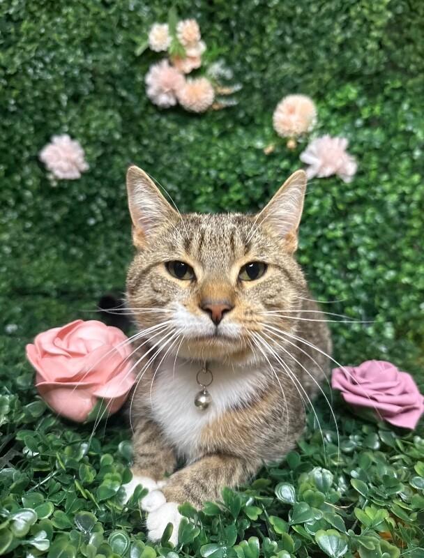 Enlarge Patrick, a Adoptable Domestic Short Hair in North Babylon, NY image 4/5
