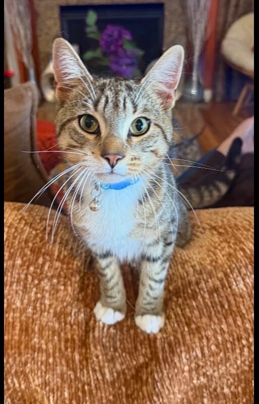 Enlarge Patrick, a Adoptable Domestic Short Hair in North Babylon, NY image 5/5