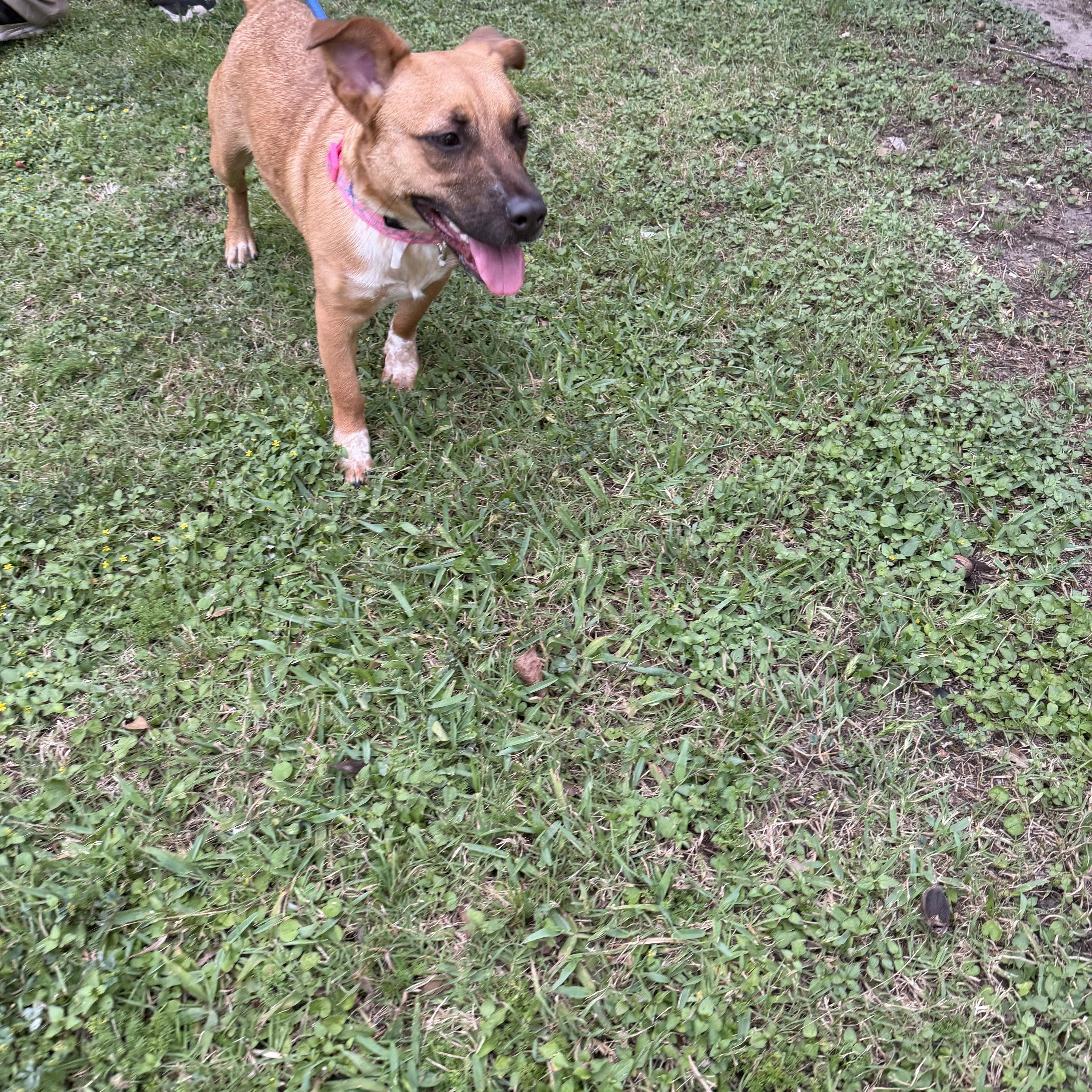 Enlarge Glo - Local April 24-26, an adopted mixed breed in Westerly, RI image 2/3