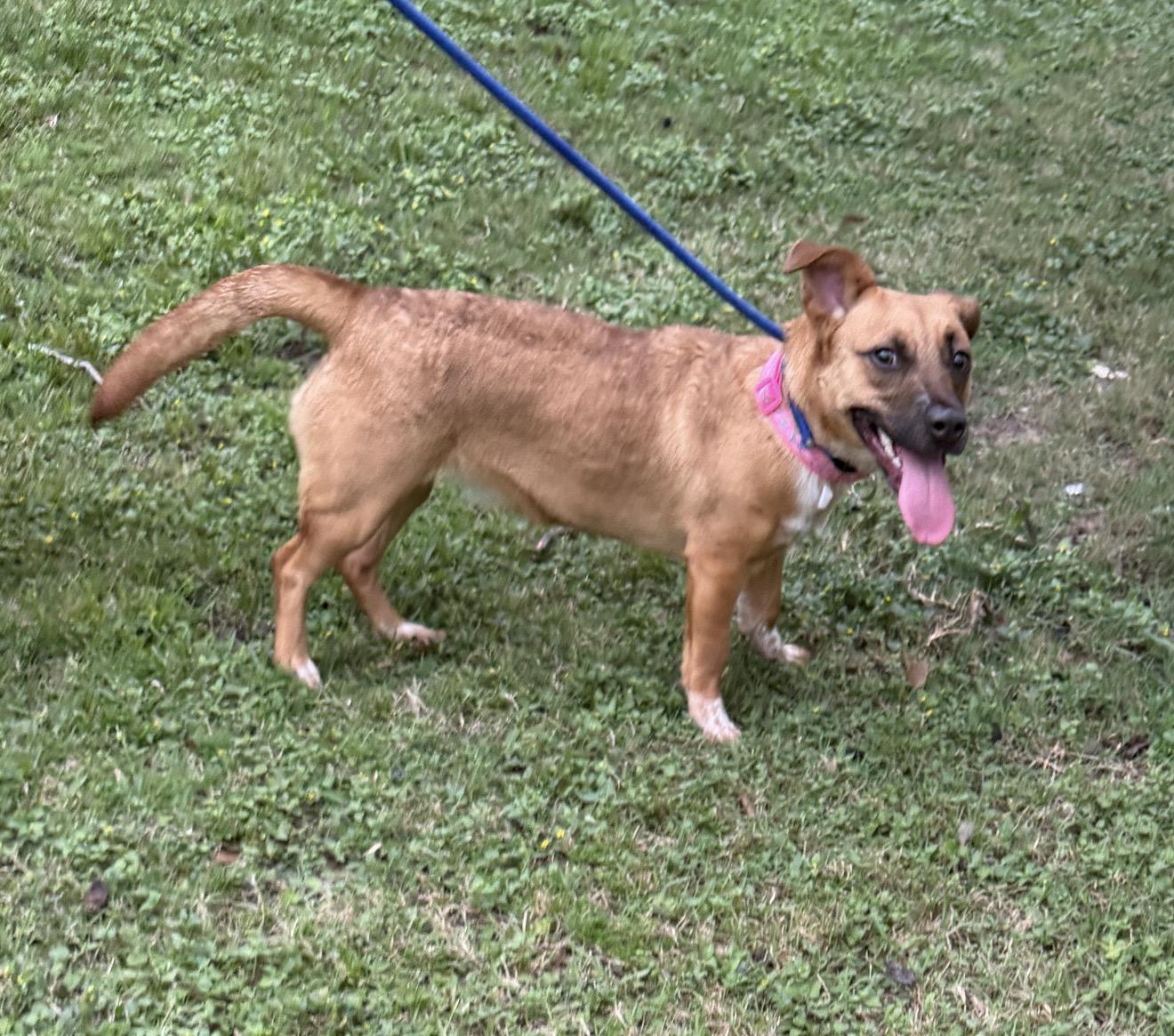 Glo - Local April 24-26, adopted, Adult Female Dachshund.