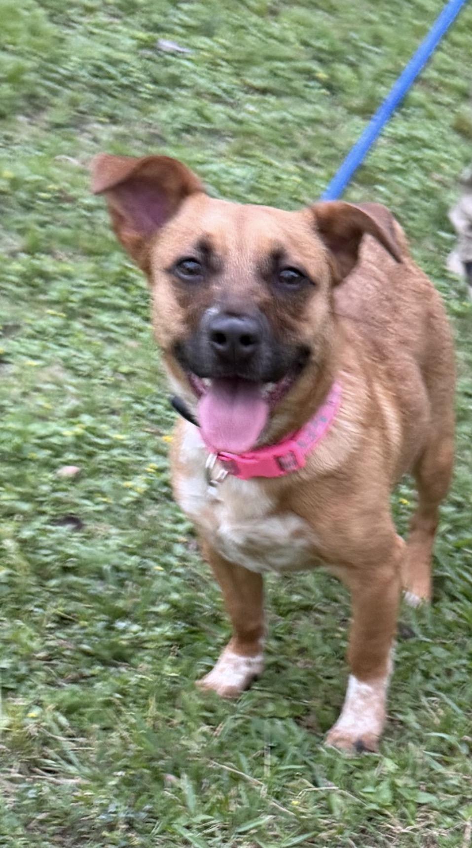 Enlarge Glo - Local April 24-26, an adopted mixed breed in Westerly, RI image 3/3