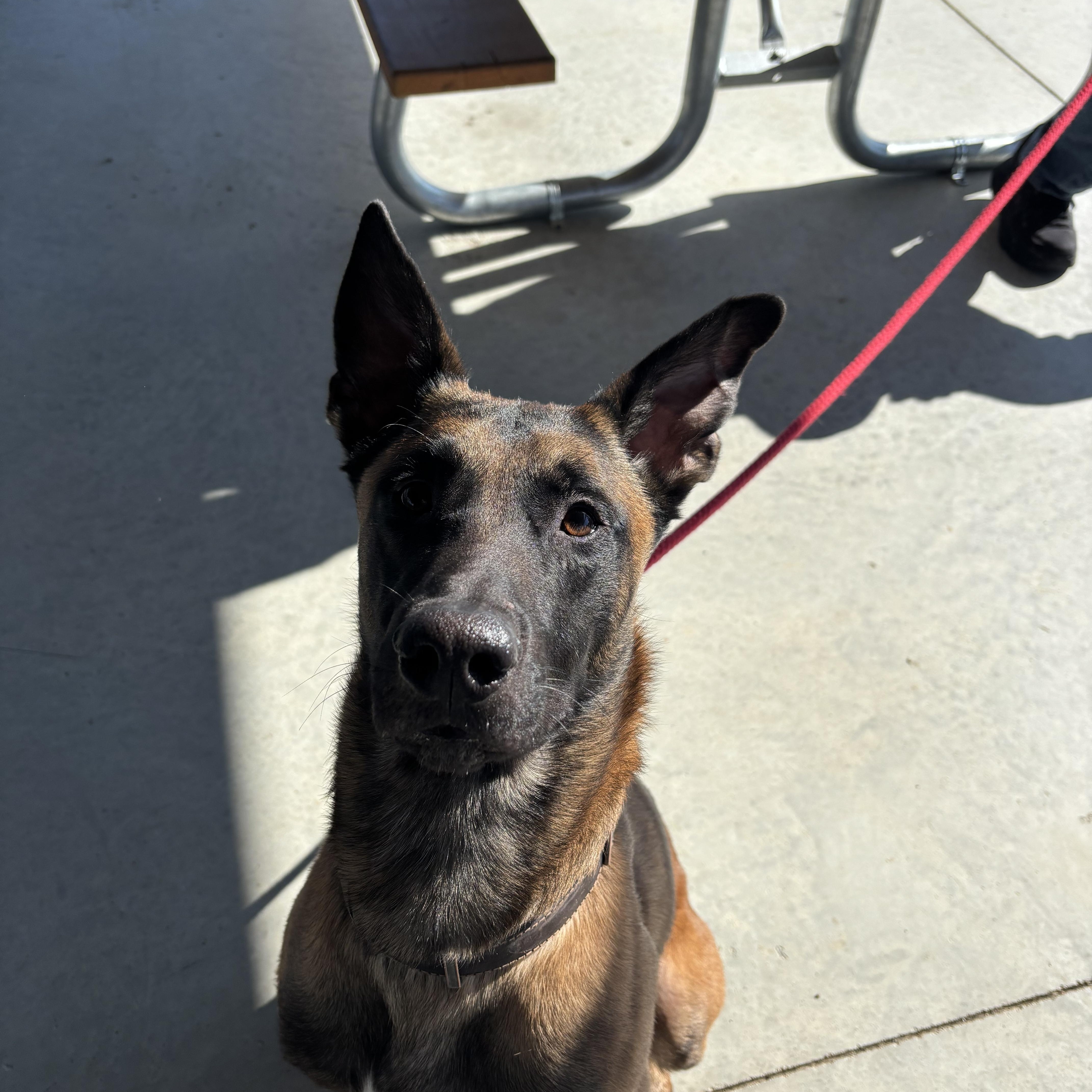 Enlarge Baxter, an adopted Belgian Shepherd / Malinois in Milford, OH image 3/3