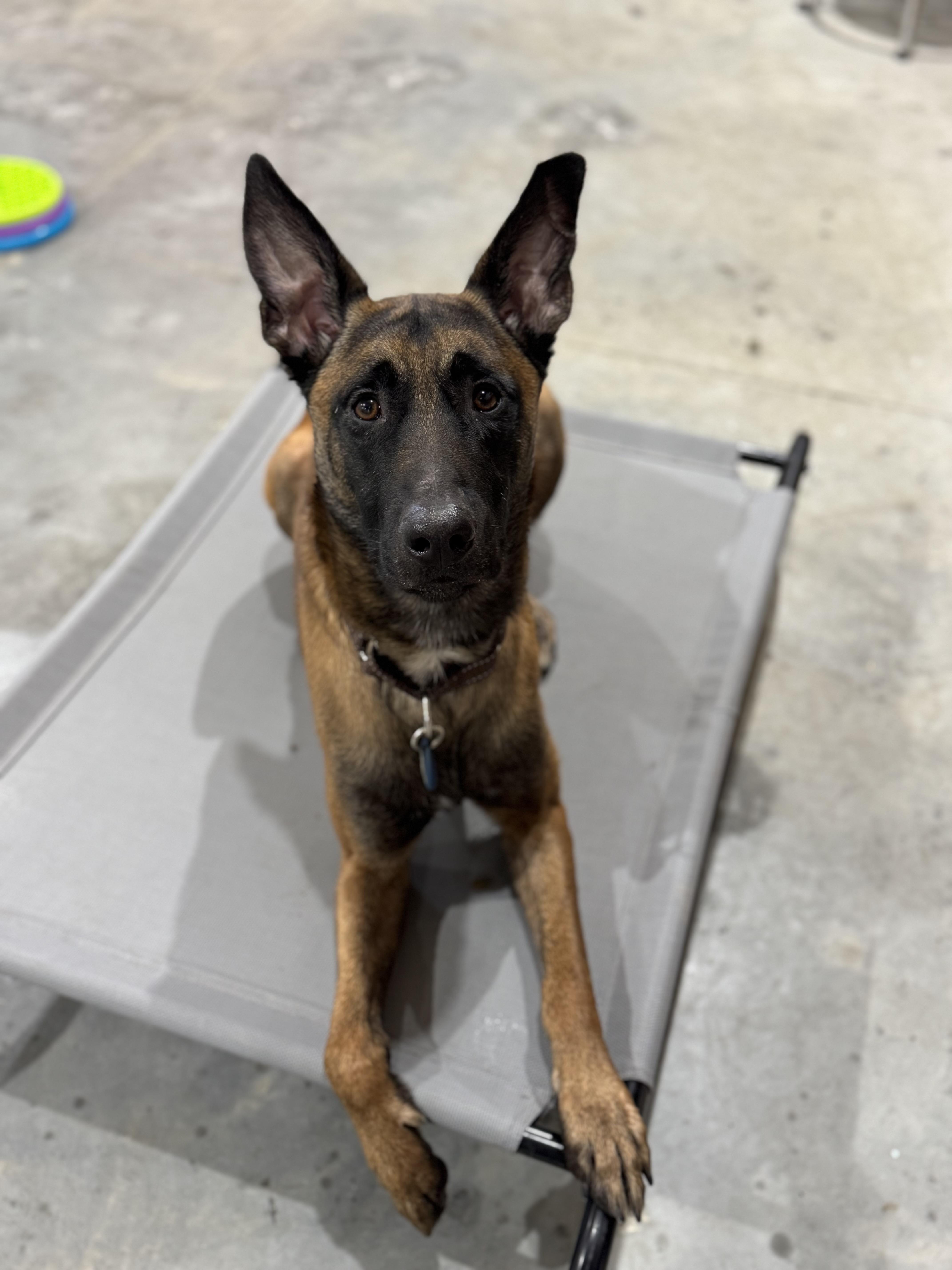 Baxter, ADOPTABLE, Young Male Belgian Shepherd / Malinois.