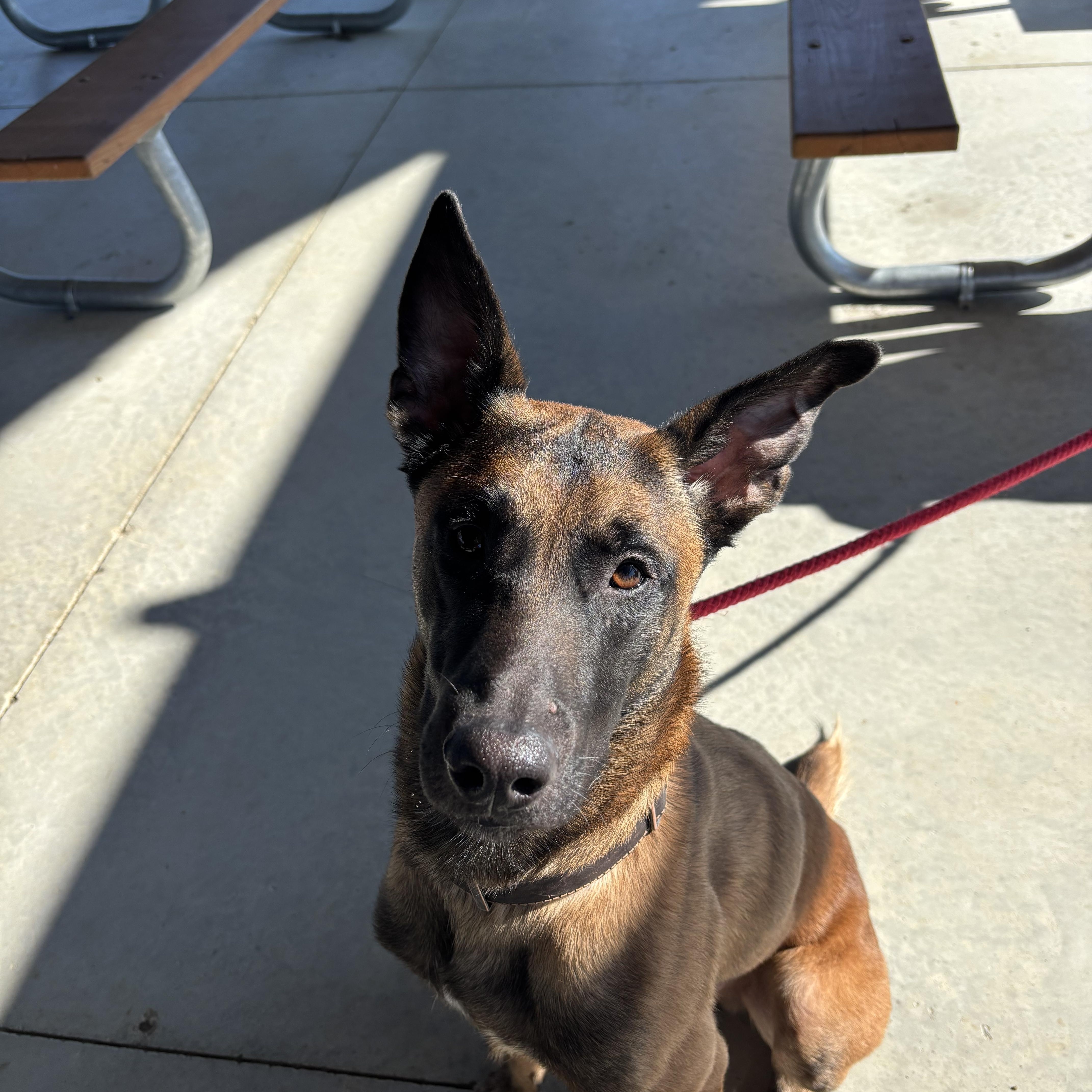 Enlarge Baxter, an adopted Belgian Shepherd / Malinois in Milford, OH image 2/3
