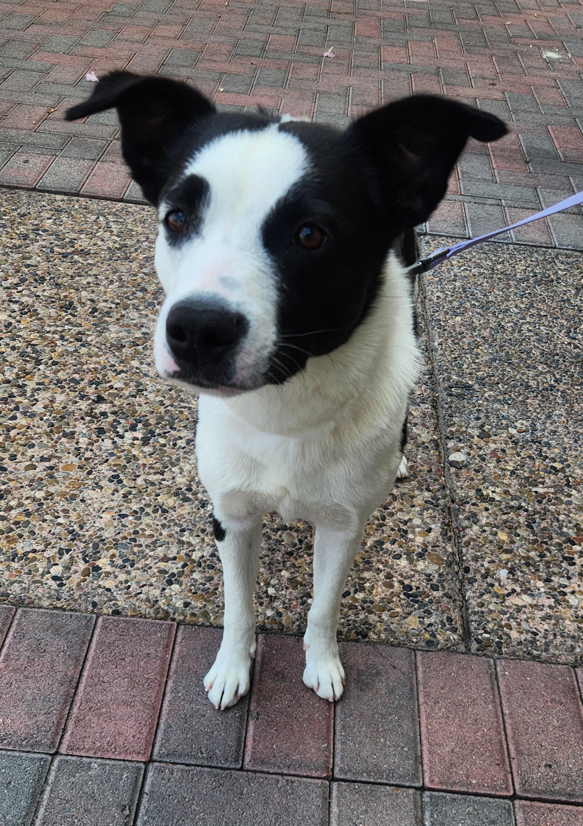 LOLA, an adopted mixed breed in Las Vegas, NV image 2/5