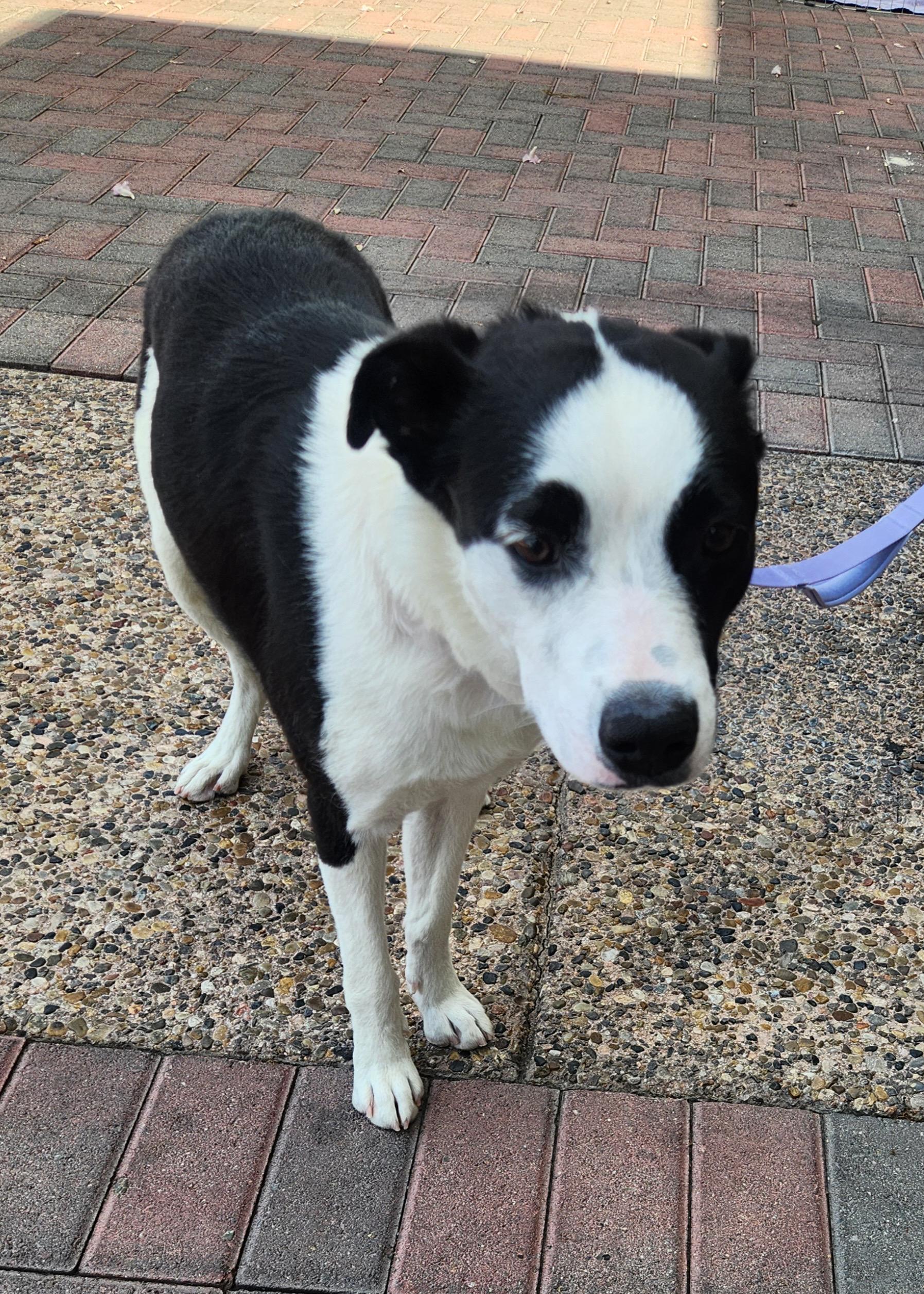 LOLA, an adopted mixed breed in Las Vegas, NV image 3/5