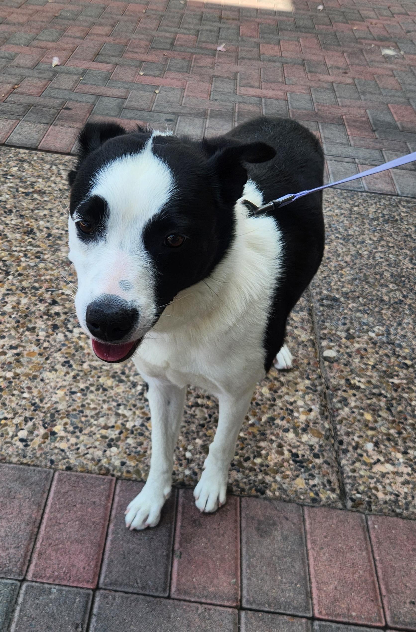 LOLA, an adopted mixed breed in Las Vegas, NV image 4/5