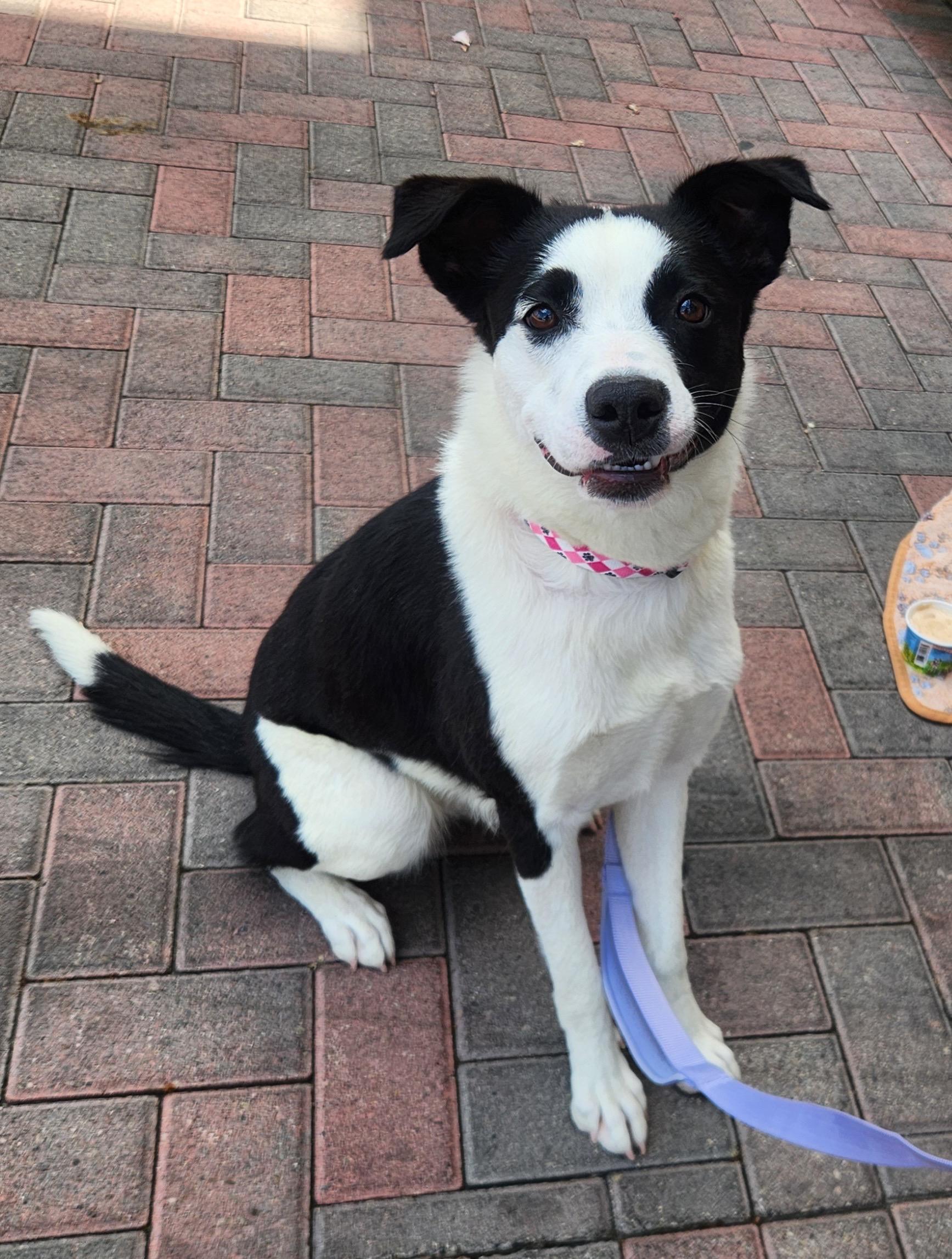 LOLA, adopted, Young Female Border Collie.