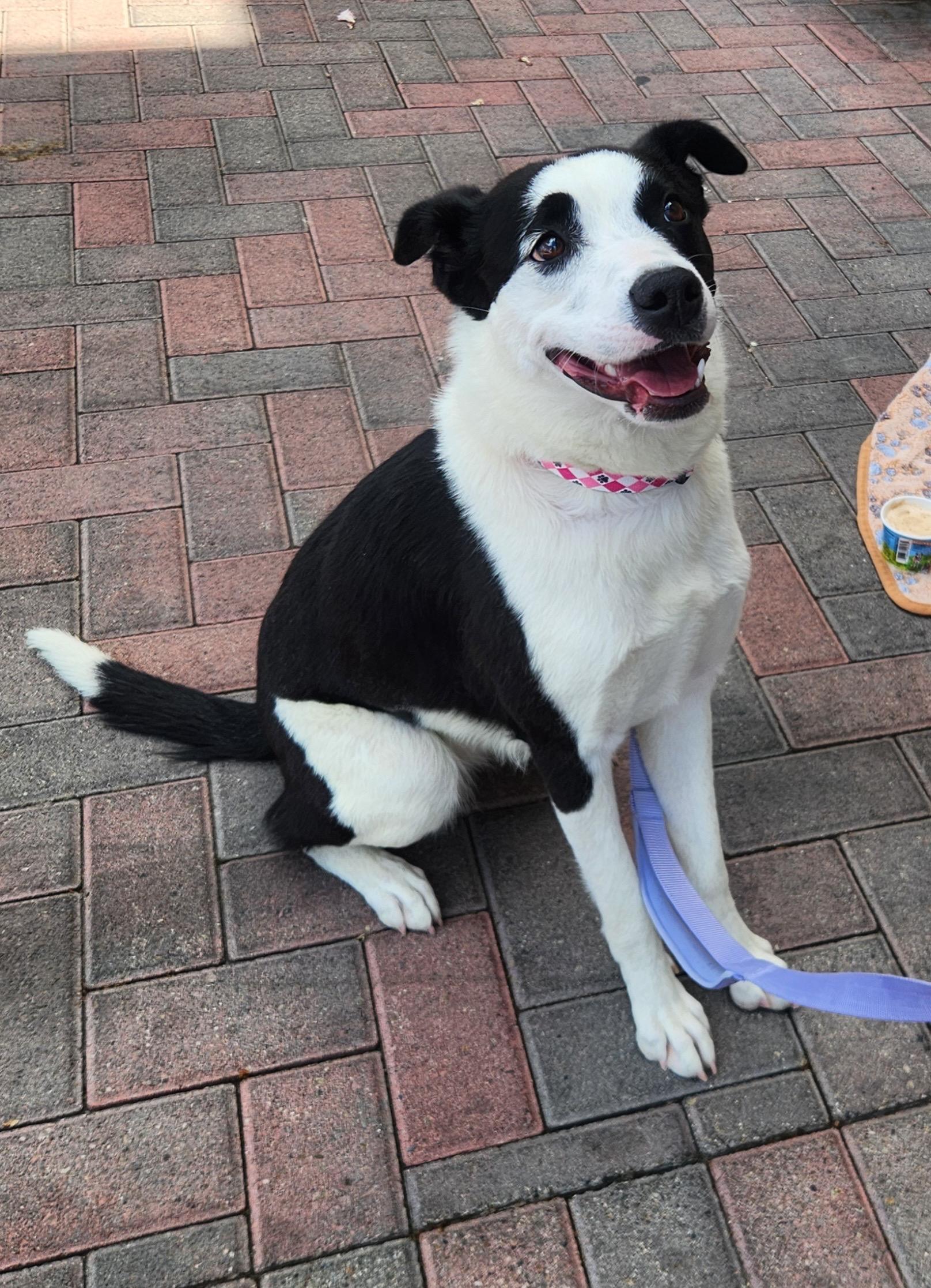 LOLA, an adopted mixed breed in Las Vegas, NV image 5/5