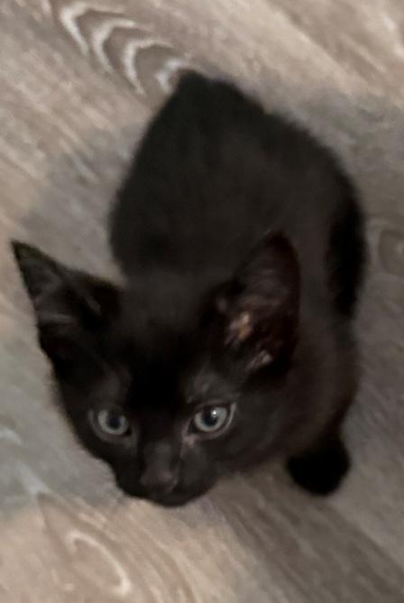 Enlarge Mike, a ADOPTABLE mixed breed in Richardson, TX image 1/1
