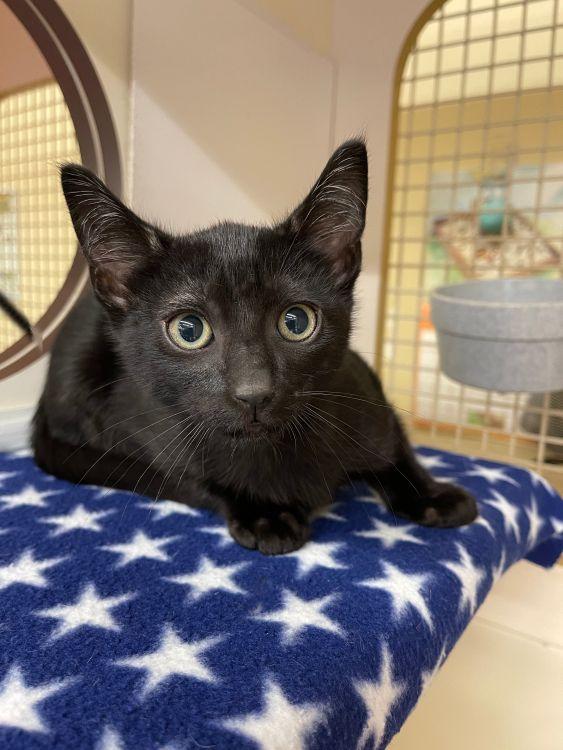 Enlarge Mike, a ADOPTABLE mixed breed in Richardson, TX image 1/2