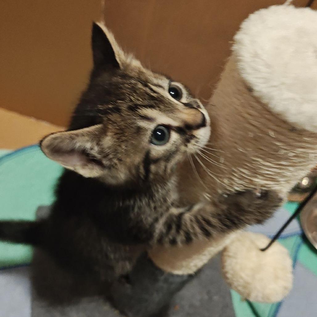 Pippa, Adoptable, Kitten Female Domestic Short Hair.