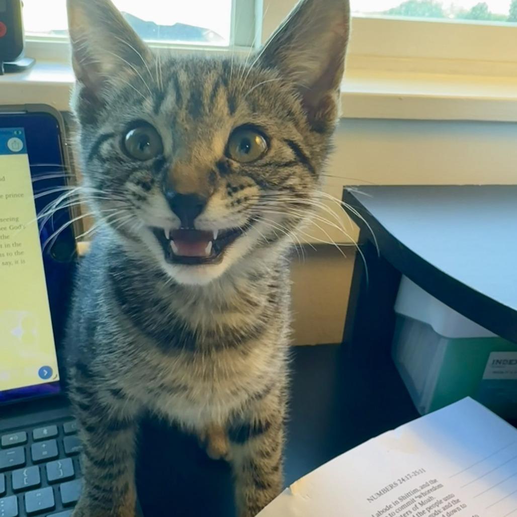 Enlarge Pippa, a Adoptable Domestic Short Hair in Layton, UT image 2/3