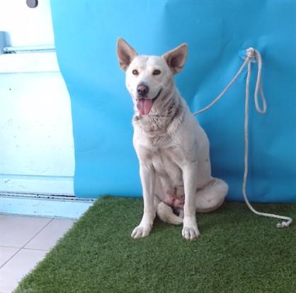 MOCHA, Adoptable, Young Female German Shepherd Dog.