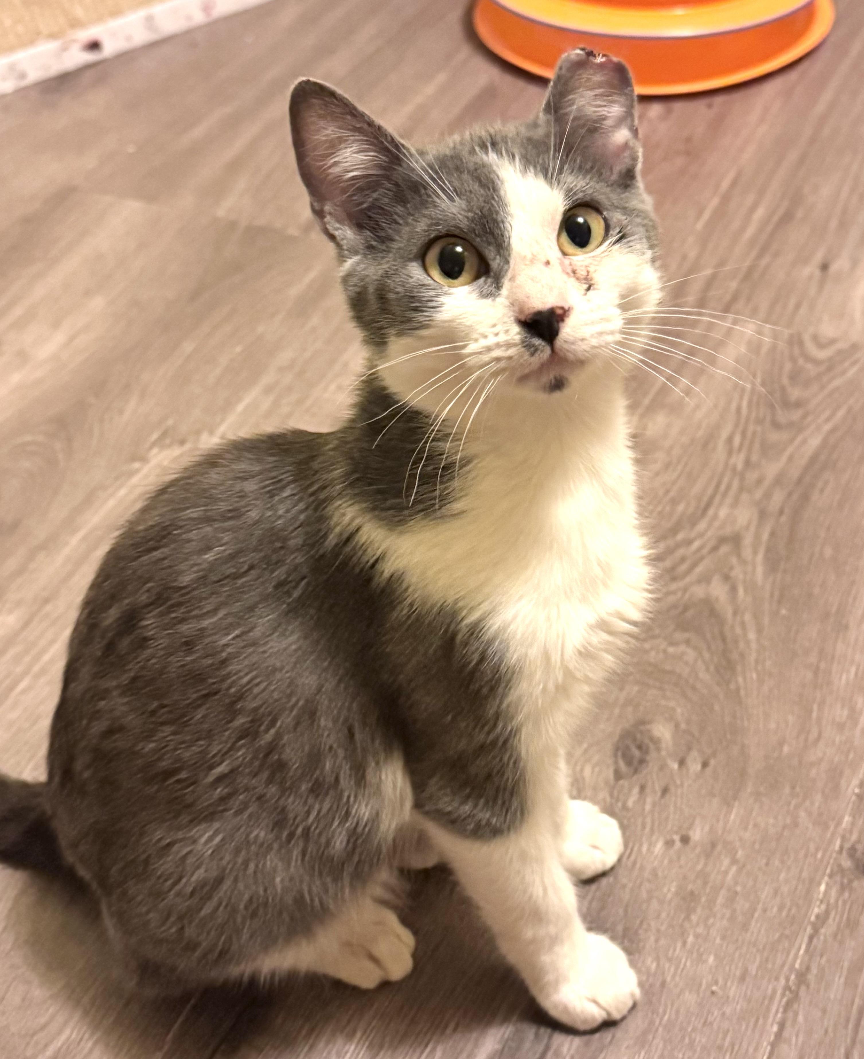 Reef, an adoptable Domestic Short Hair in Warsaw, MO image 2/4