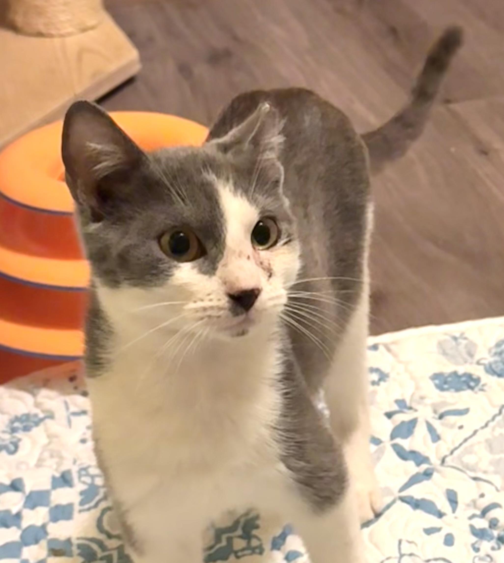 Reef, an adoptable Domestic Short Hair in Warsaw, MO image 4/4