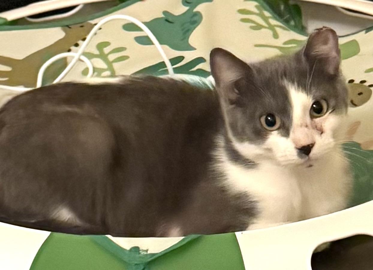 Reef, an adoptable Domestic Short Hair in Warsaw, MO image 3/4
