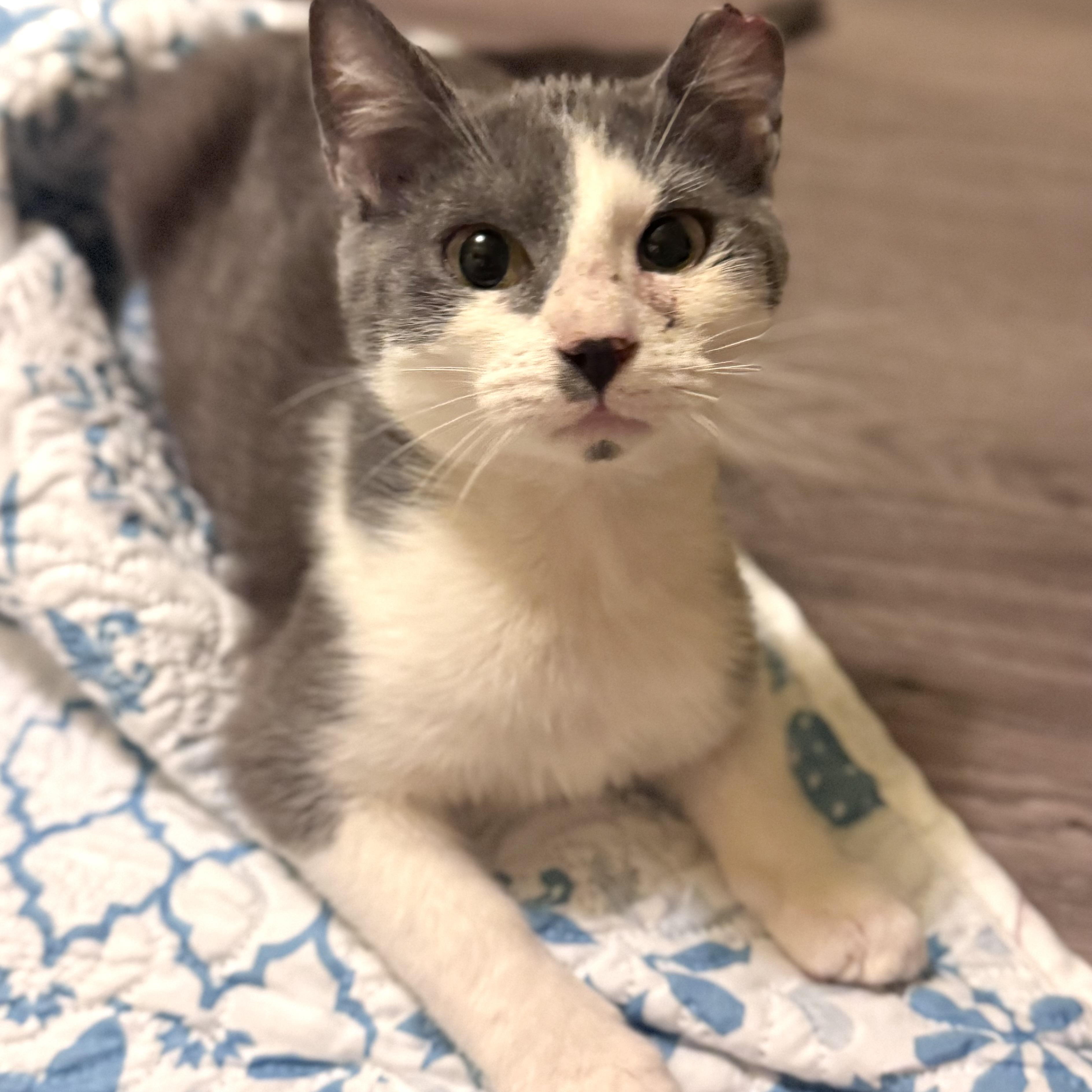 Reef, an adoptable Domestic Short Hair in Warsaw, MO image 1/4