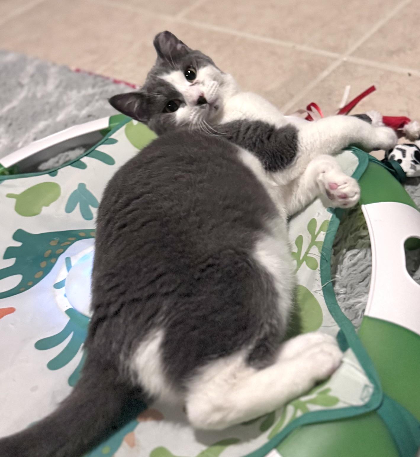 Reef, adoptable, Kitten Male Domestic Short Hair.
