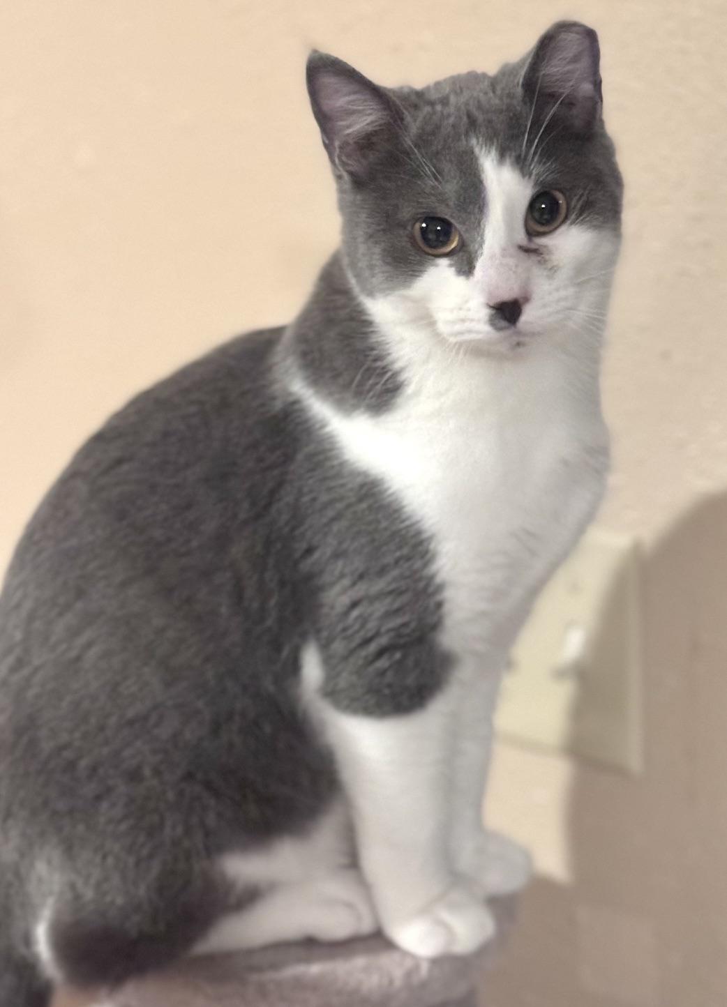Enlarge Reef, an adoptable Domestic Short Hair in Warsaw, MO image 6/6