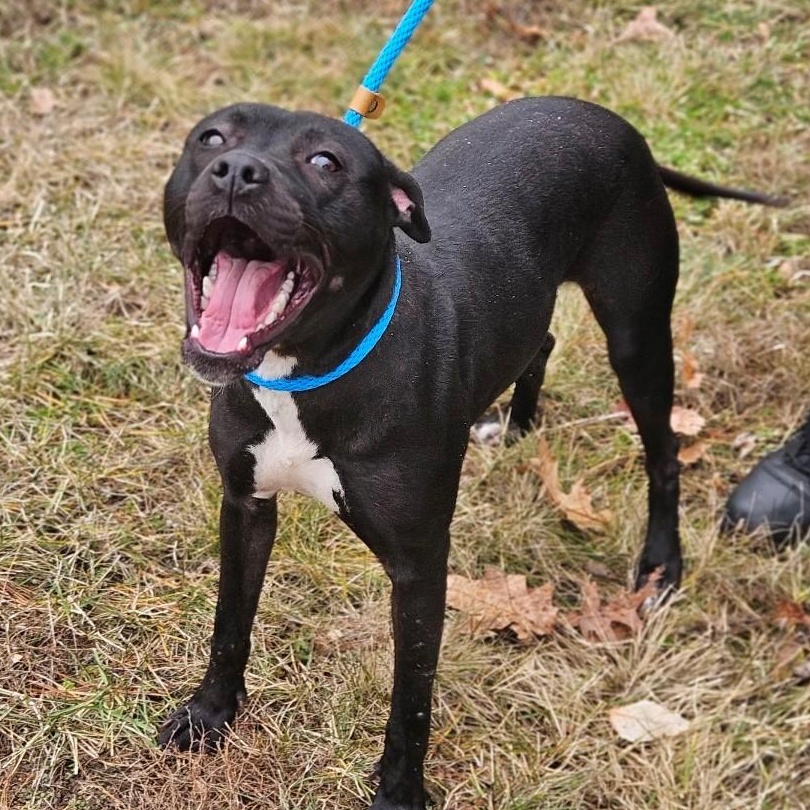 Bunny, ADOPTABLE, Young Female Pit Bull Terrier.