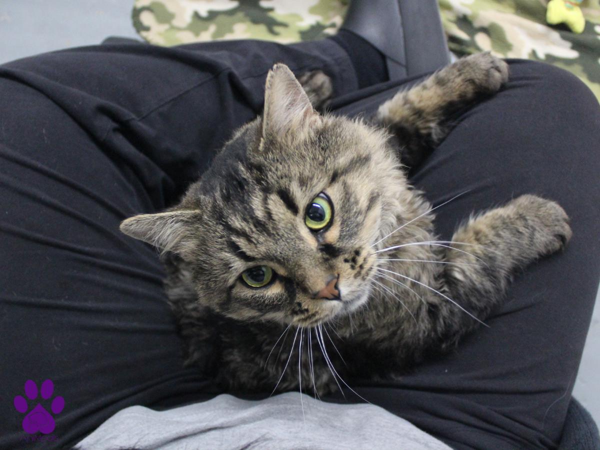Squints, an adoptable Domestic Long Hair in Missoula, MT, 59808 | Photo Image 1