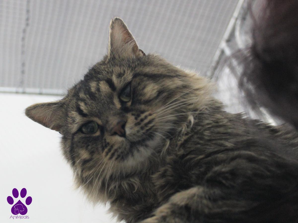 Squints, an adoptable Domestic Long Hair in Missoula, MT, 59808 | Photo Image 2