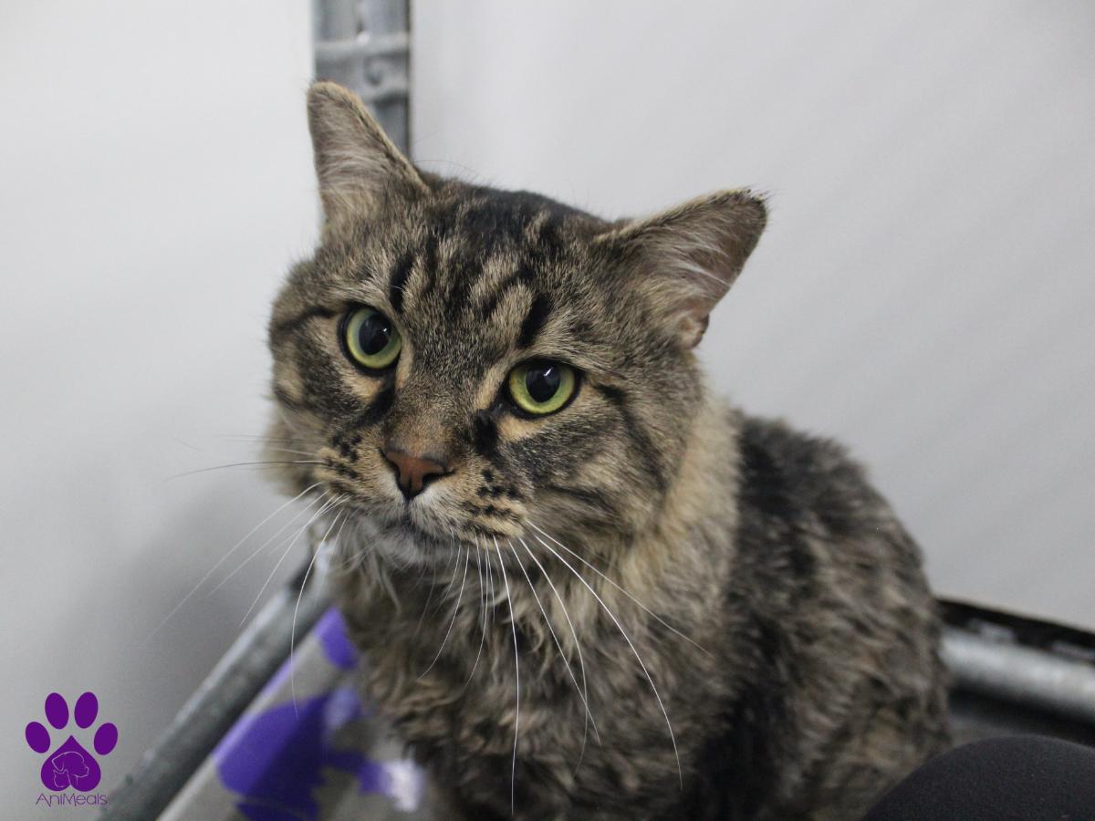 Squints, an adoptable Domestic Long Hair in Missoula, MT, 59808 | Photo Image 3