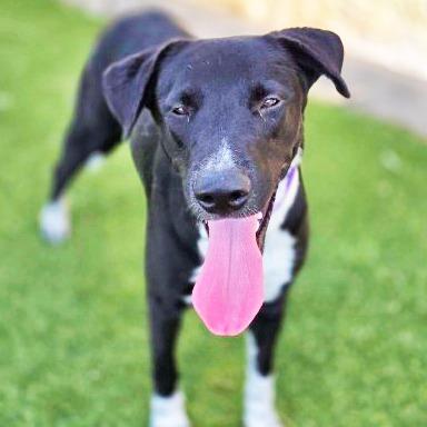 Isis, Adoptable, Young Female Mixed Breed.