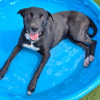Enlarge Isis, a Adoptable Mixed Breed in Galveston, TX image 2/3