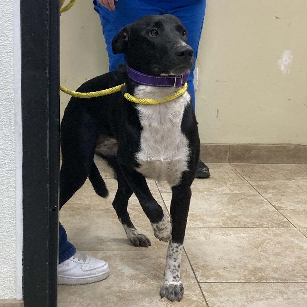 Enlarge Isis, a Adoptable Mixed Breed in Galveston, TX image 3/3
