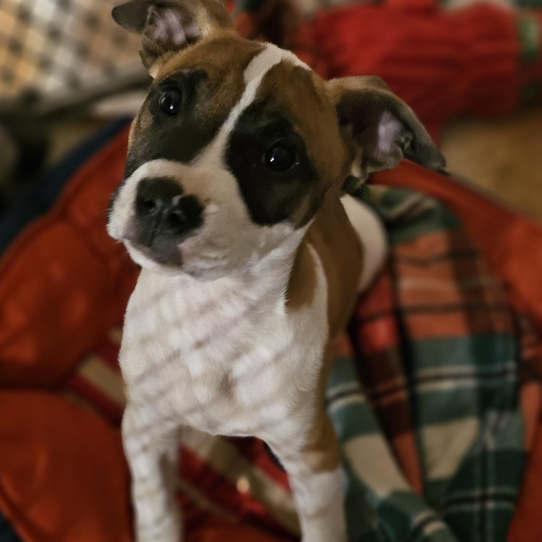 Gobo, a Adopted mixed breed in Rocky Mount, NC image 6/6