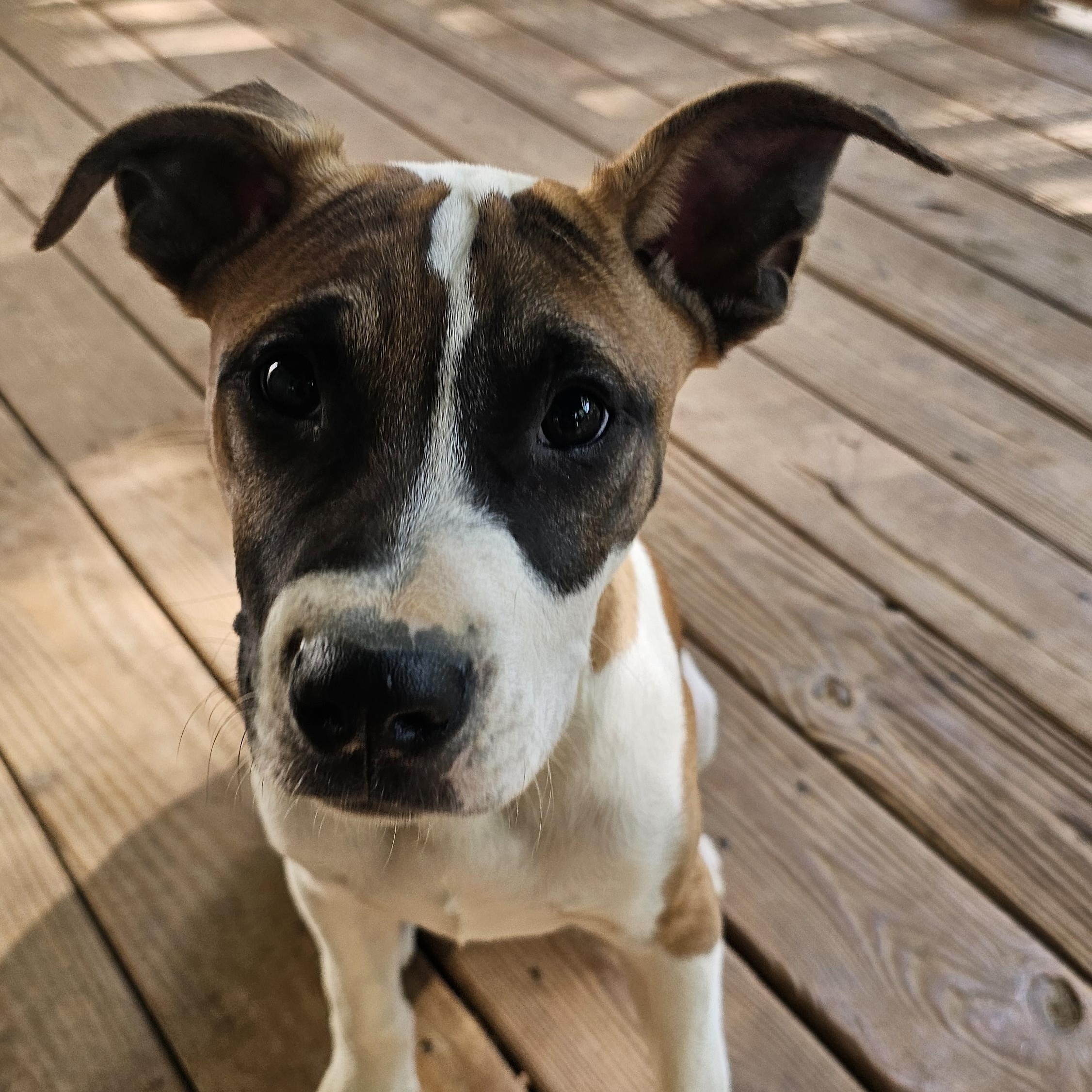 Gobo, a Adopted mixed breed in Rocky Mount, NC image 3/6