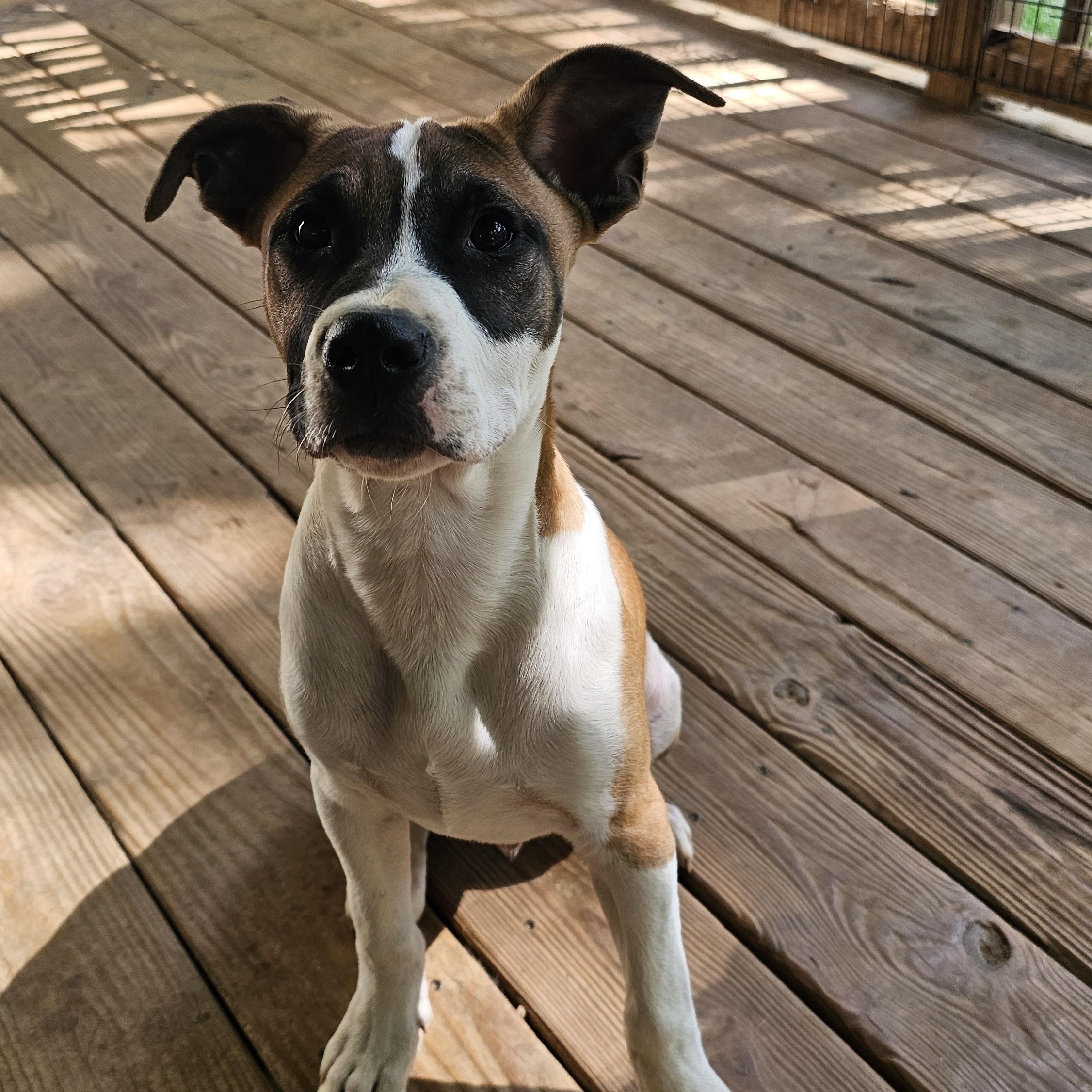 Gobo, a Adopted mixed breed in Rocky Mount, NC image 4/6