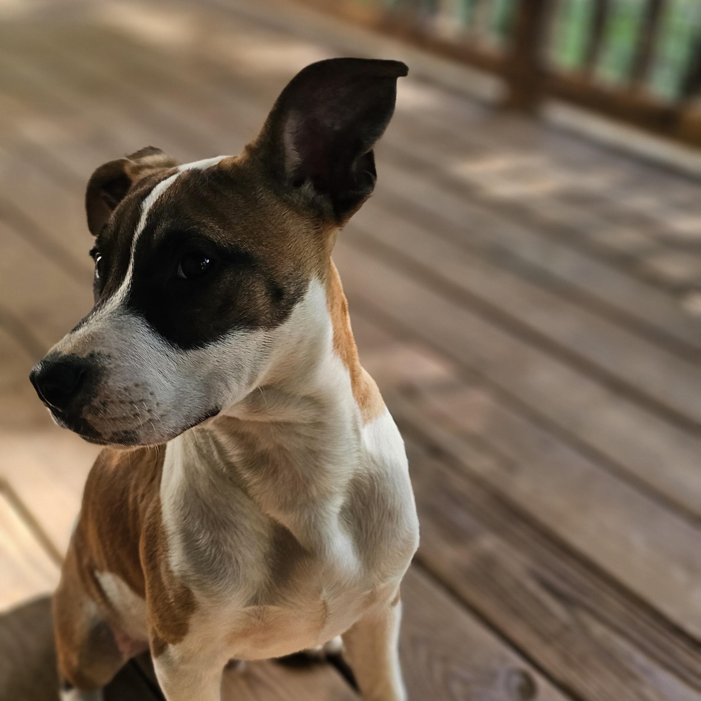 Gobo, a Adopted mixed breed in Rocky Mount, NC image 2/6