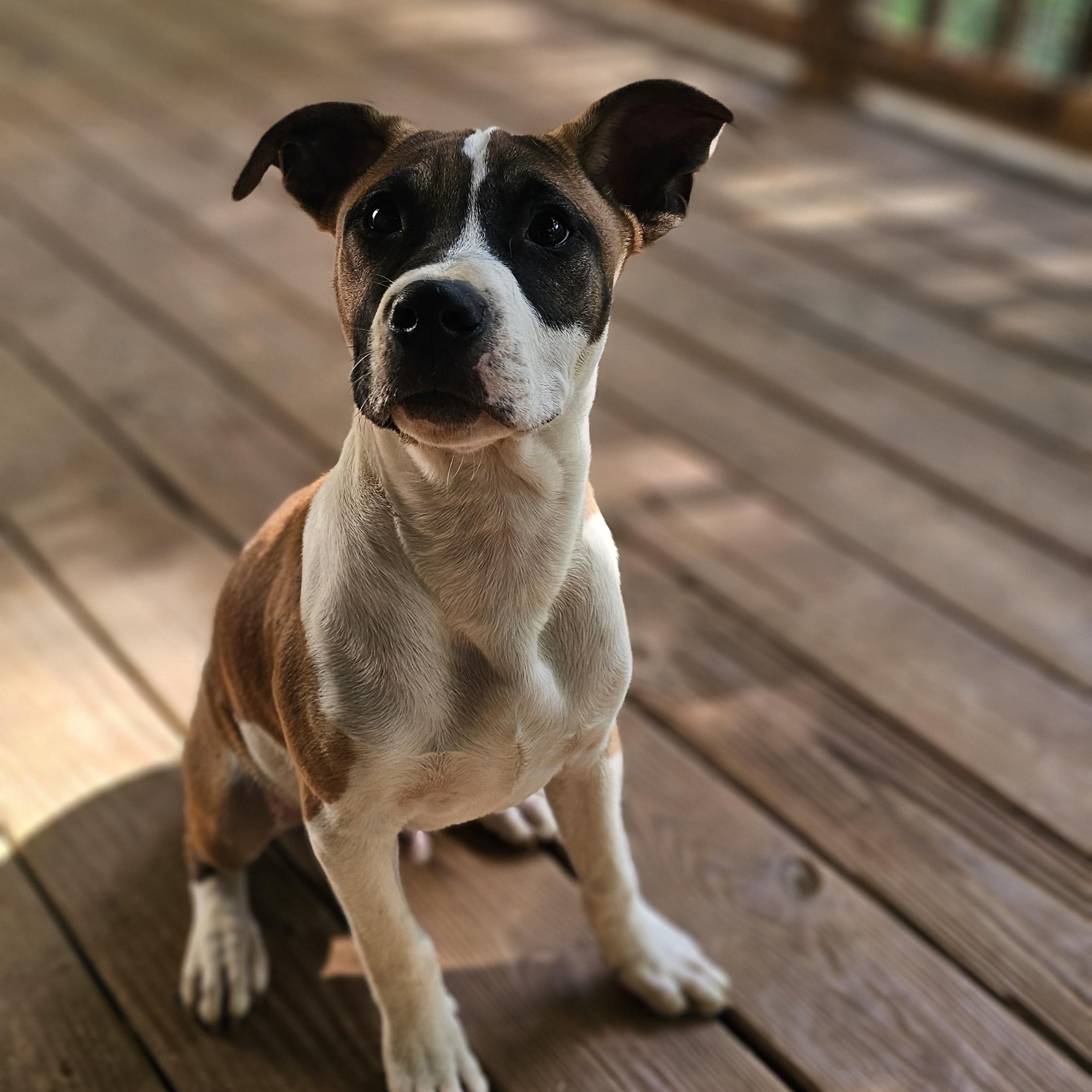 Gobo, a Adopted mixed breed in Rocky Mount, NC image 1/6
