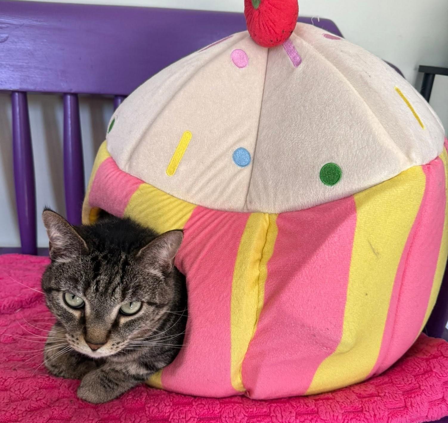 Enlarge Priya, a Adoptable Domestic Short Hair in Grand Rapids, MI image 2/6