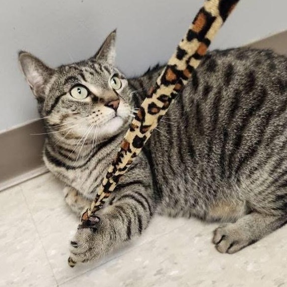 Priya, a Adoptable Domestic Short Hair in Grand Rapids, MI image 3/6