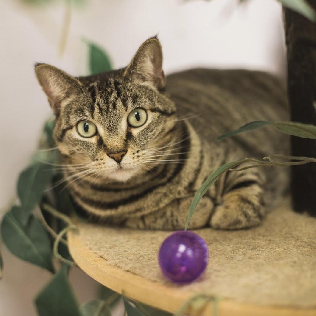 Priya, a Adoptable Domestic Short Hair in Grand Rapids, MI image 4/6