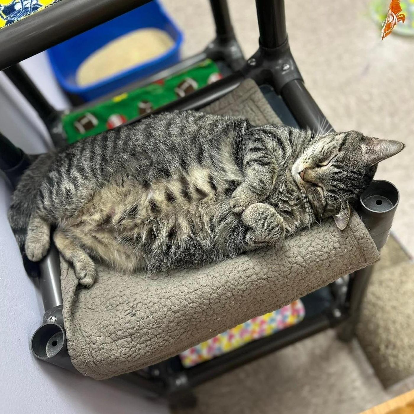 Priya, a Adoptable Domestic Short Hair in Grand Rapids, MI image 6/6