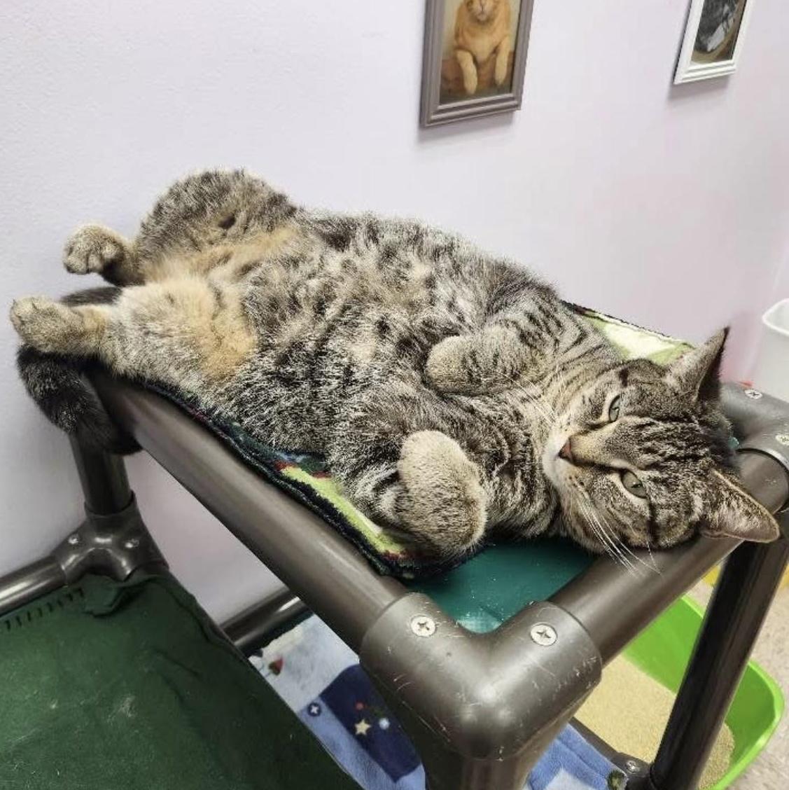 Priya, Adoptable, Adult Female Domestic Short Hair.