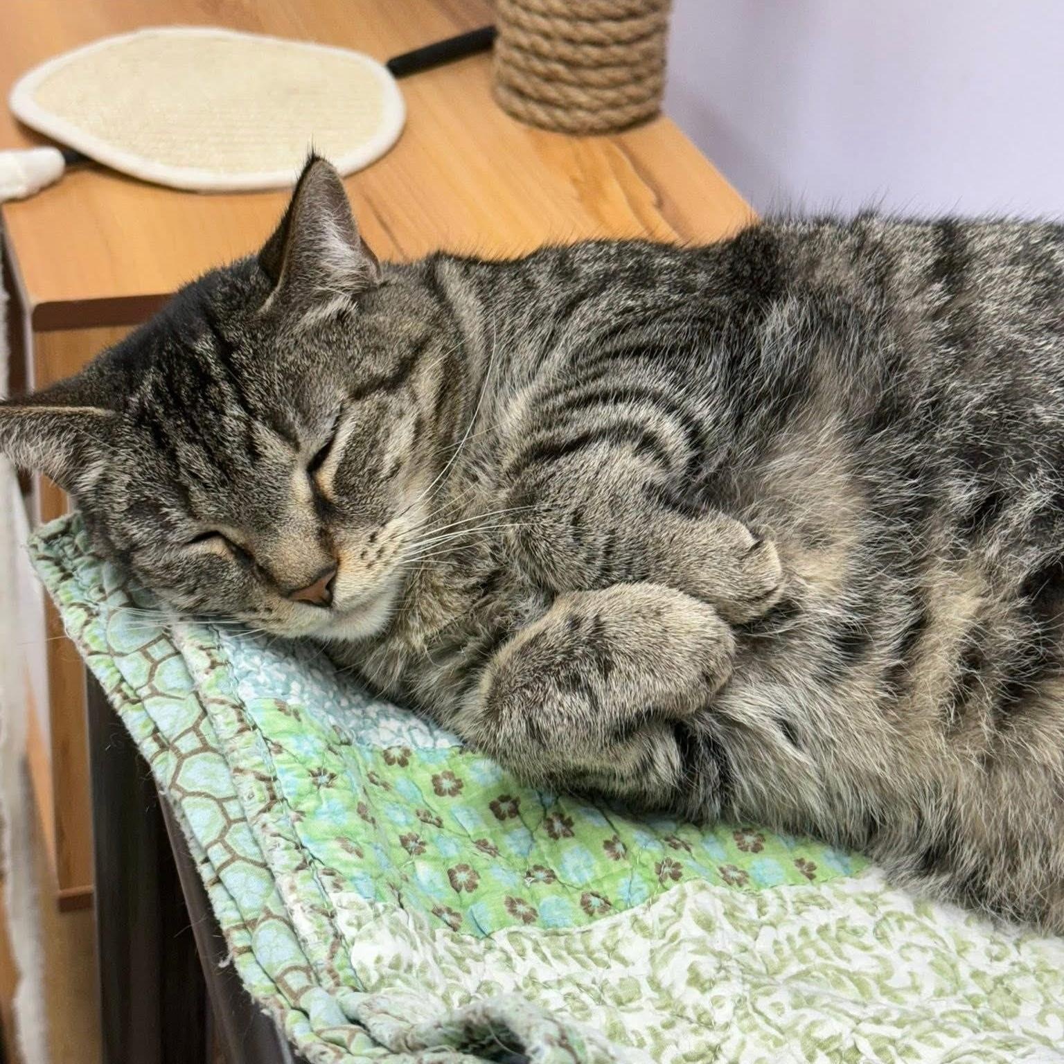 Priya, a Adoptable Domestic Short Hair in Grand Rapids, MI image 2/6