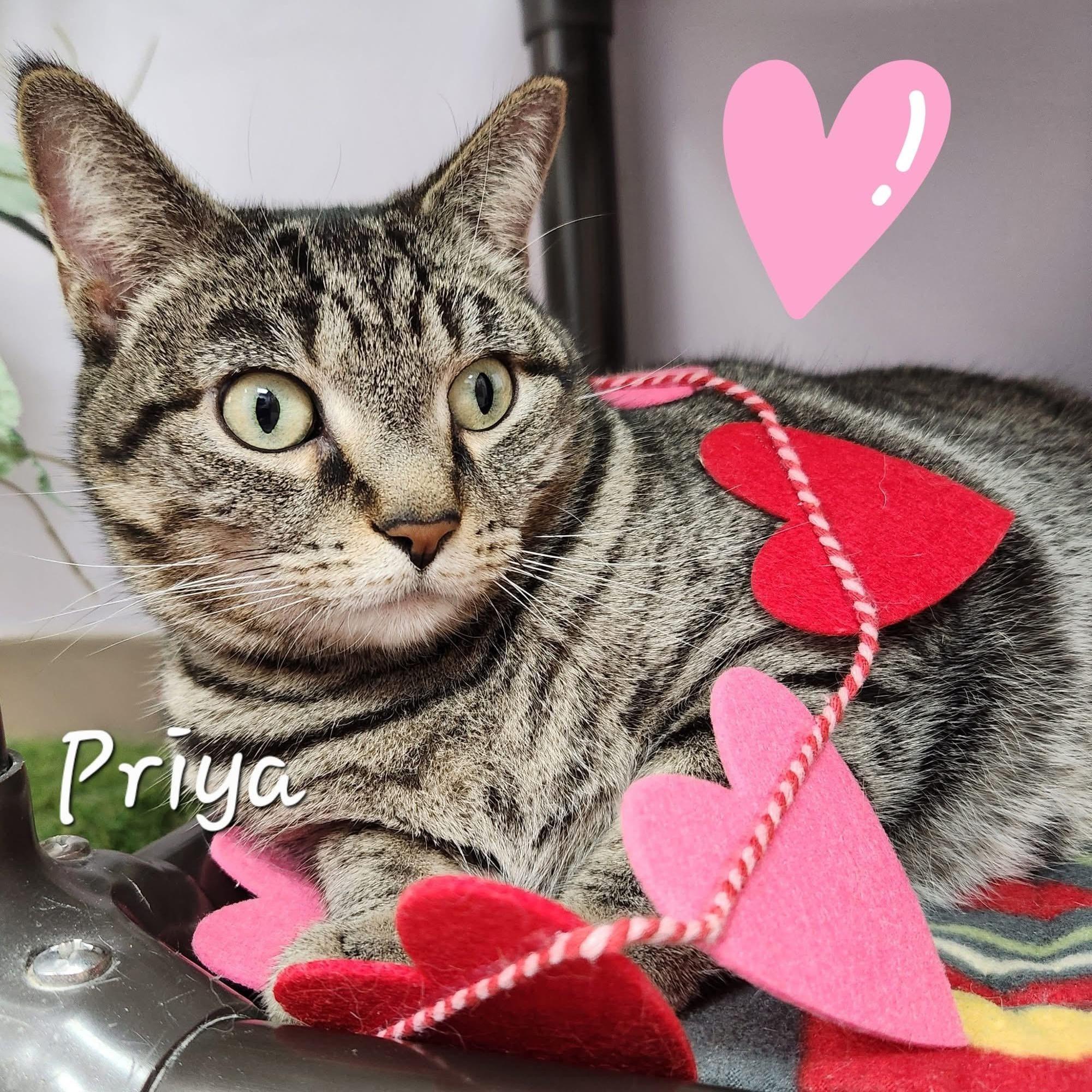 Priya, a Adoptable Domestic Short Hair in Grand Rapids, MI image 5/6