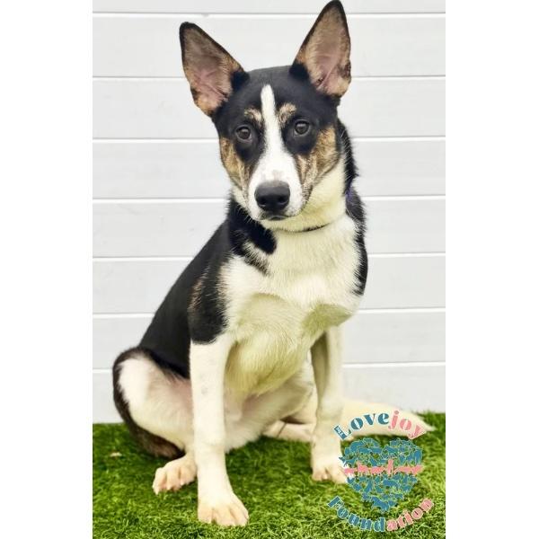 Daniel COH, ADOPTABLE, Puppy Male Husky.