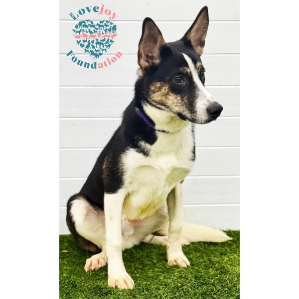 Enlarge Daniel COH, a ADOPTABLE mixed breed in Inglewood, CA image 2/2