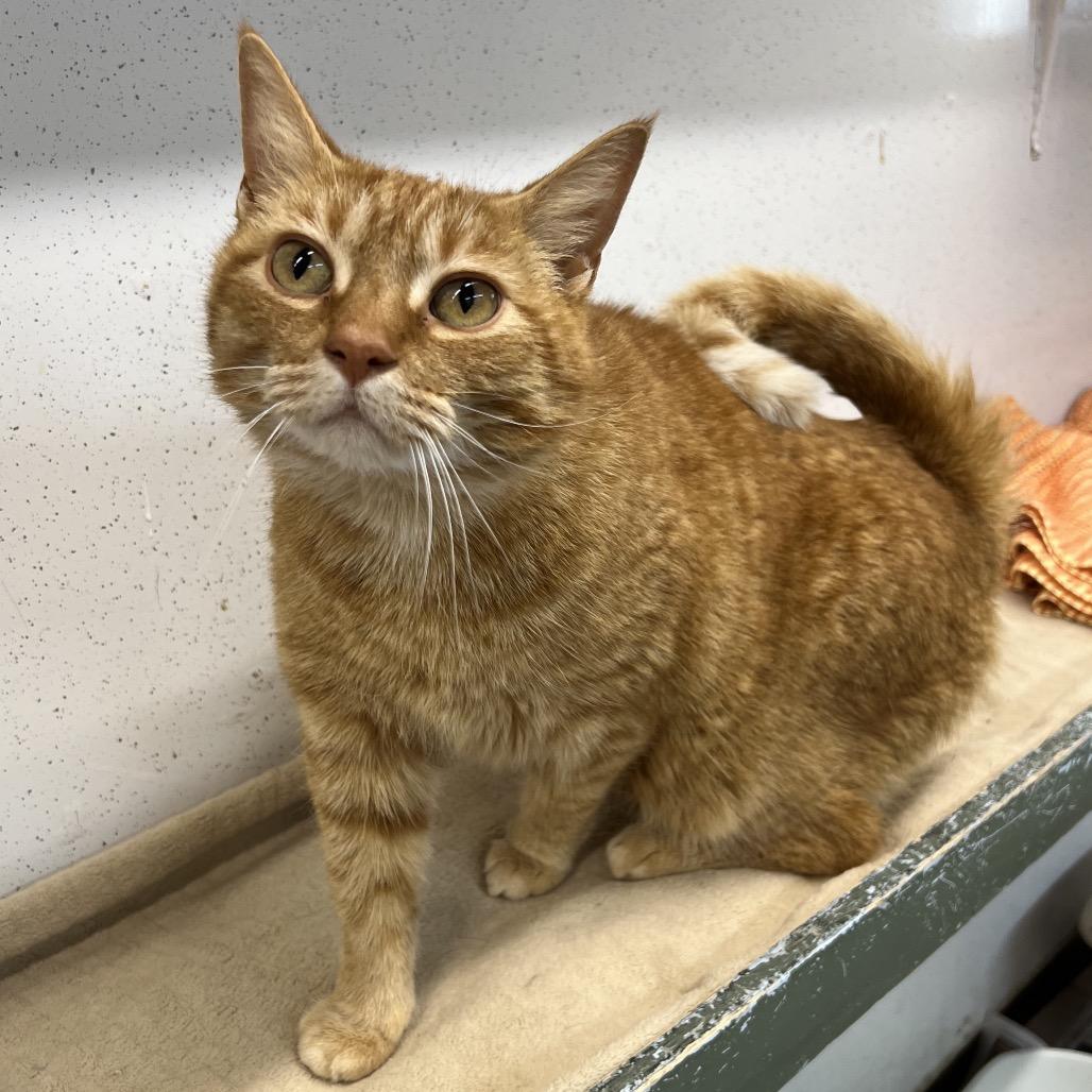 Jack, Adoptable, Adult Male Domestic Short Hair.