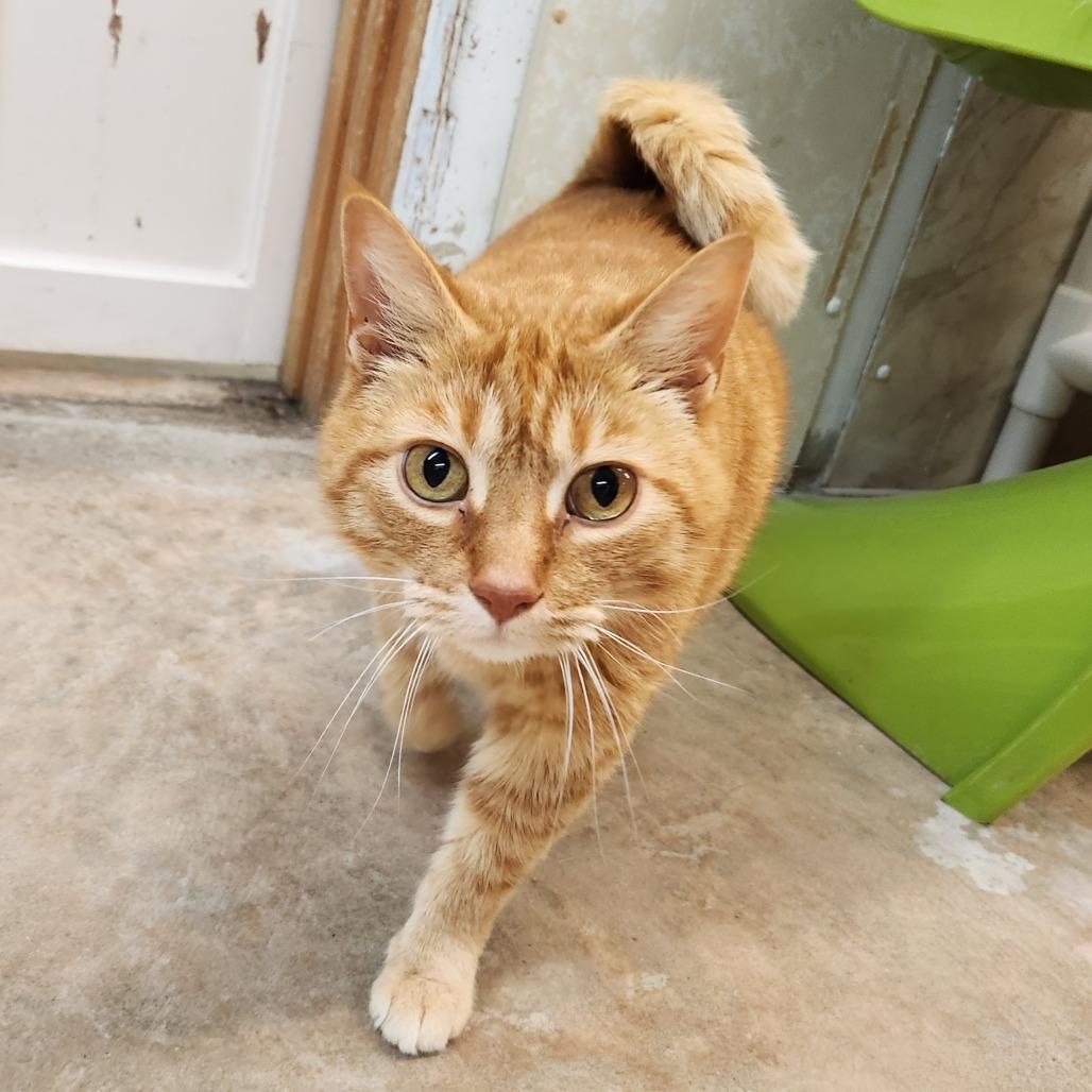 Enlarge Jack, a Adoptable Domestic Short Hair in Delaware, OH image 2/6